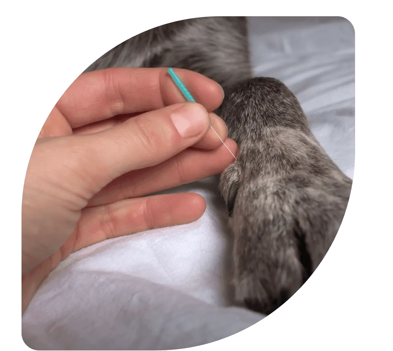 acupuntura veterinária - Patinhas de Assis