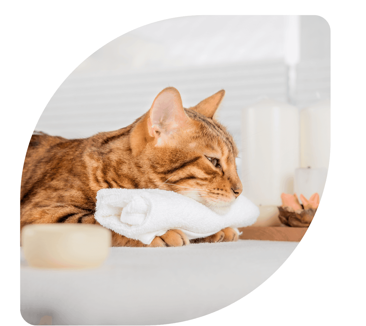 aromaterapia veterinária - Patinhas de Assis