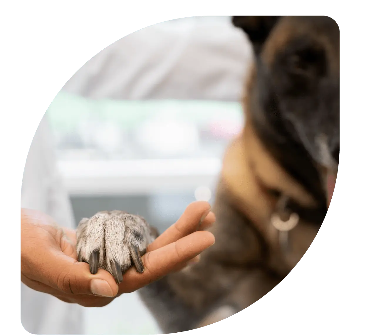 controle da dor - Patinhas de Assis