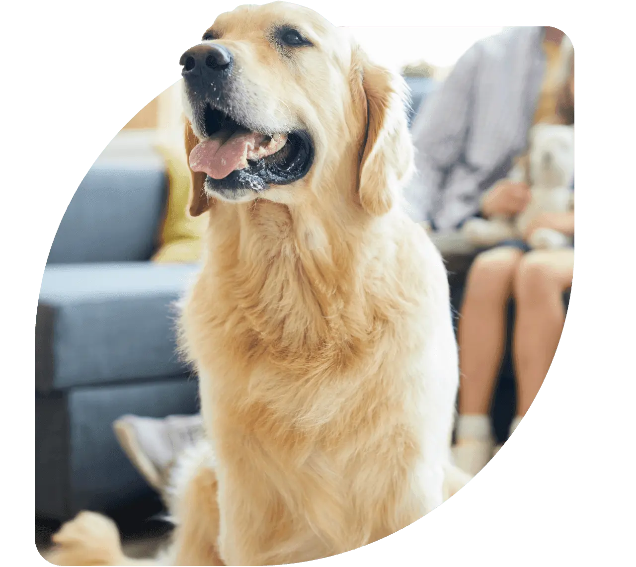 Clínica Veterinária Integrativa - Patinhas de Assis