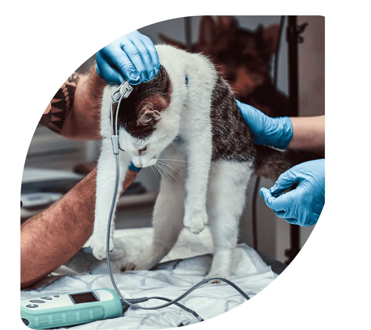 eletroestimulação veterinária - Patinhas de Assis