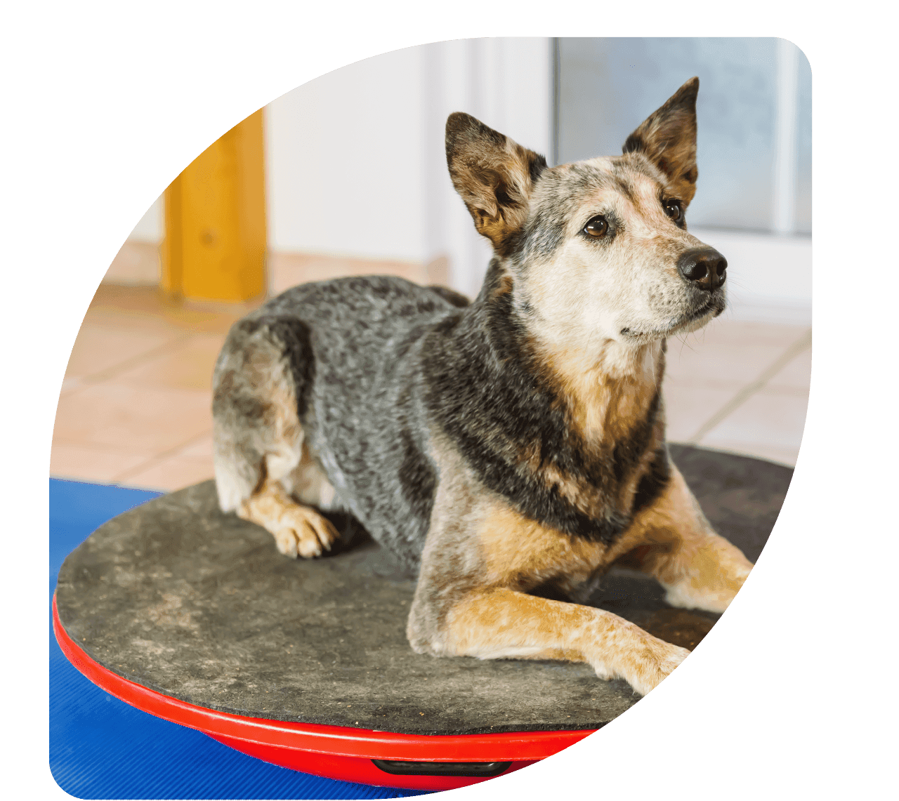 fisiatria veterinária - Patinhas de Assis