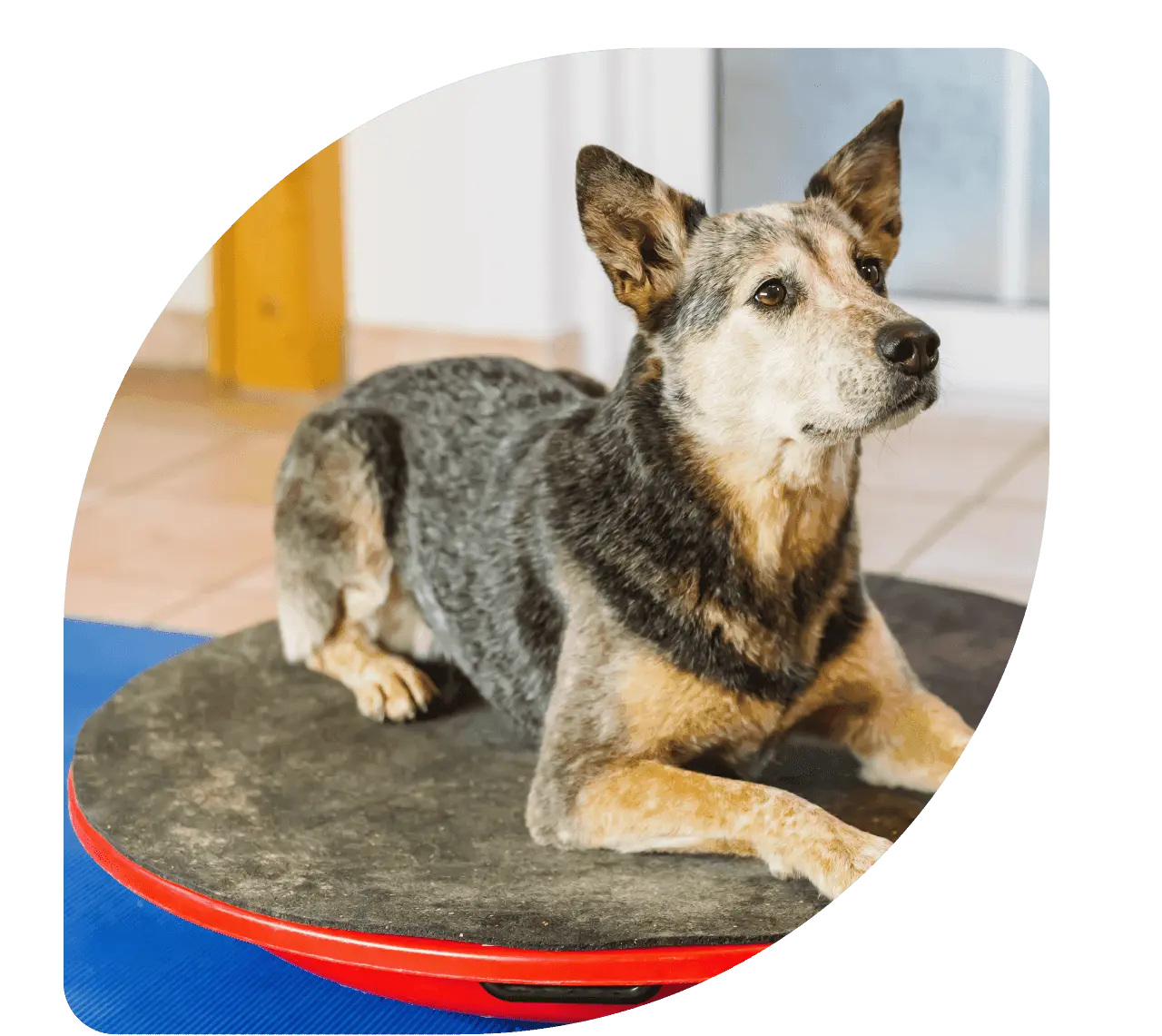 fisiatria veterinária - Patinhas de Assis