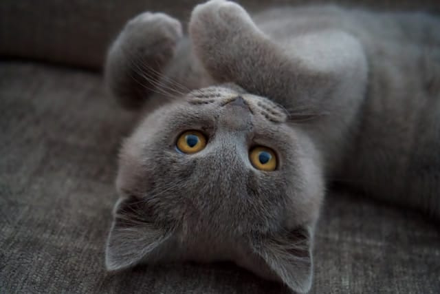 fitoterapia em animais