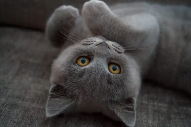 fitoterapia em animais