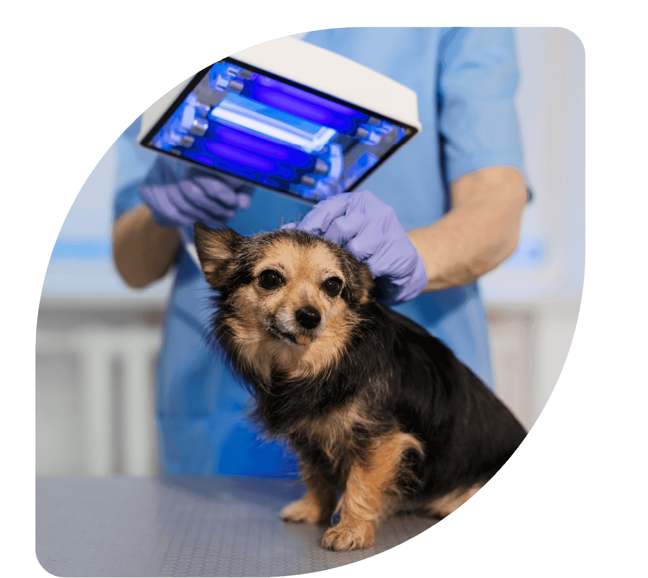 fotobiomodulação veterinária - Patinhas de Assis