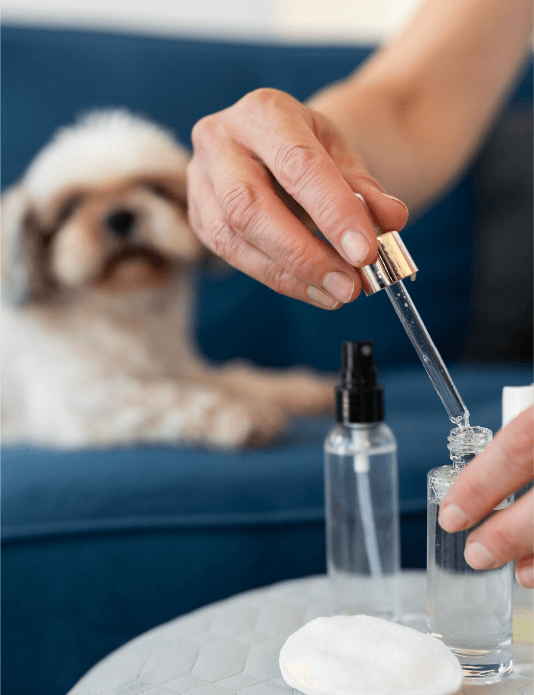 aromaterapia veterinária - Patinhas de Assis