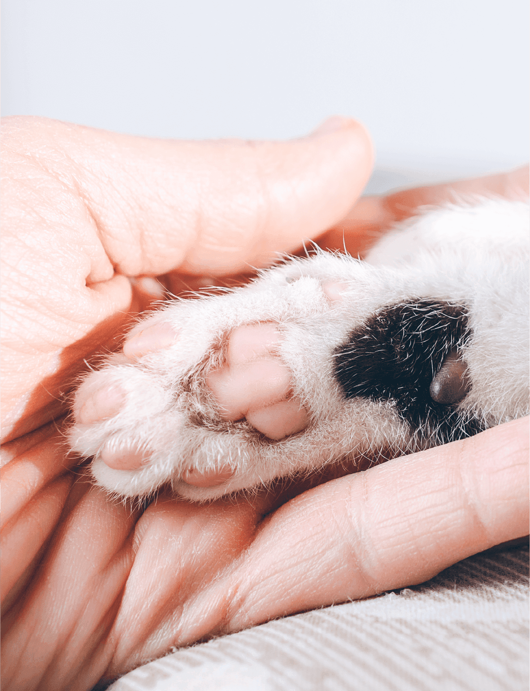 controle da dor - Patinhas de Assis