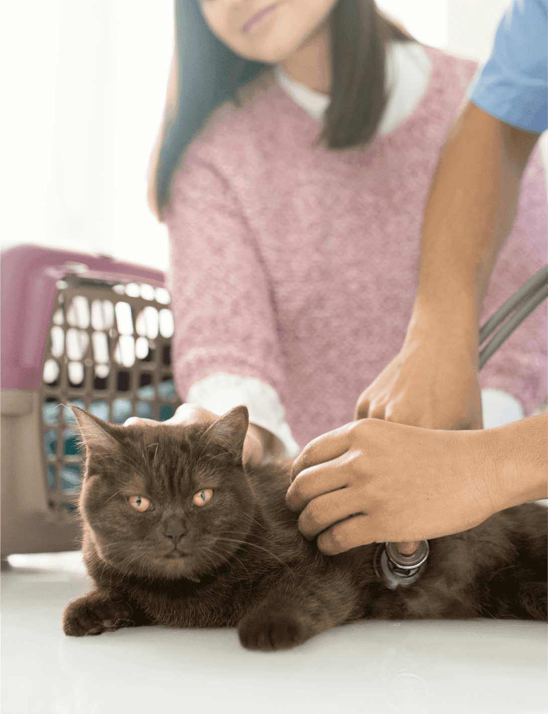 fisiatria veterinária - Patinhas de Assis