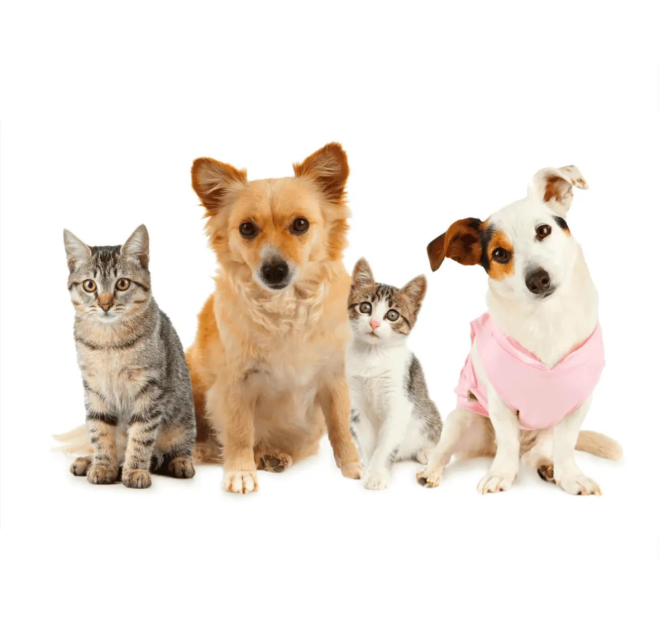 Clínica Veterinária Integrativa - Patinhas de Assis