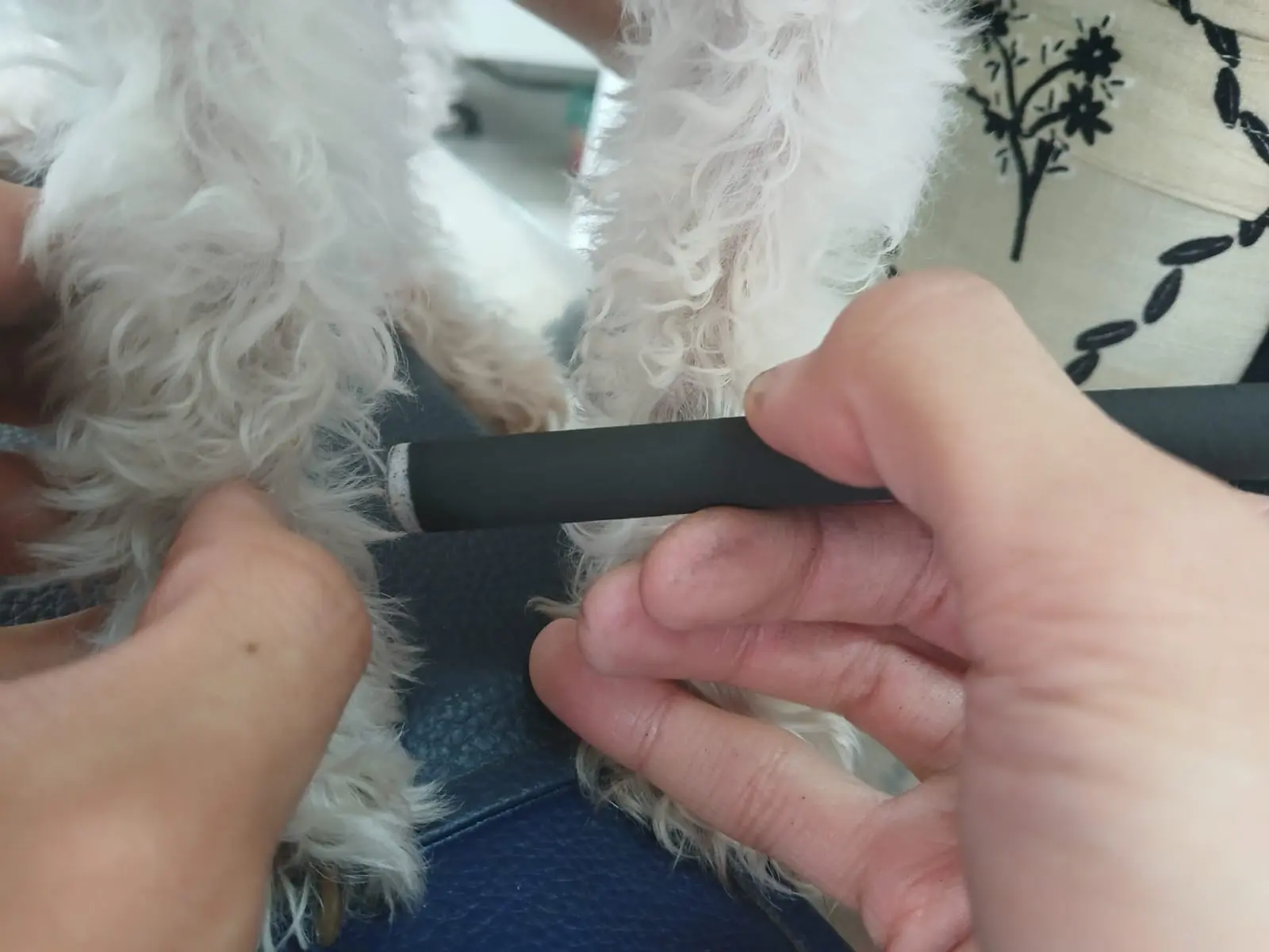 Clínica Veterinária Integrativa - Patinhas de Assis