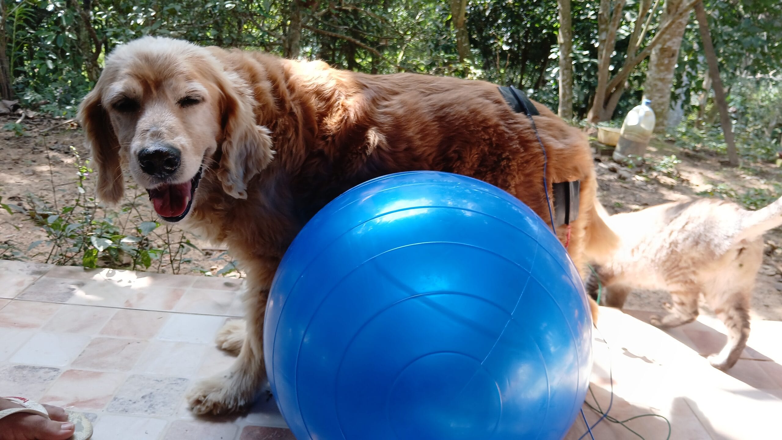 Clínica Veterinária Integrativa - Patinhas de Assis