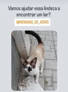 Diatiamente, cães e gatos sofrem de frio, fome e maus tratos devido ao abandono