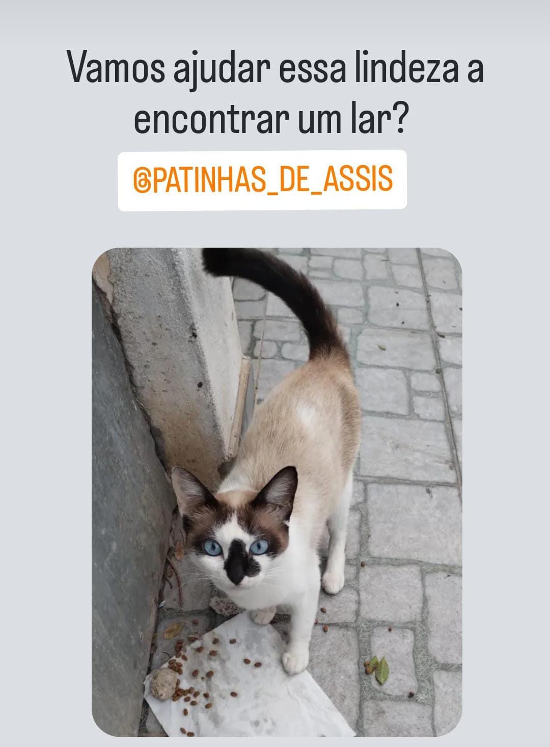 Diatiamente, cães e gatos sofrem de frio, fome e maus tratos devido ao abandono
