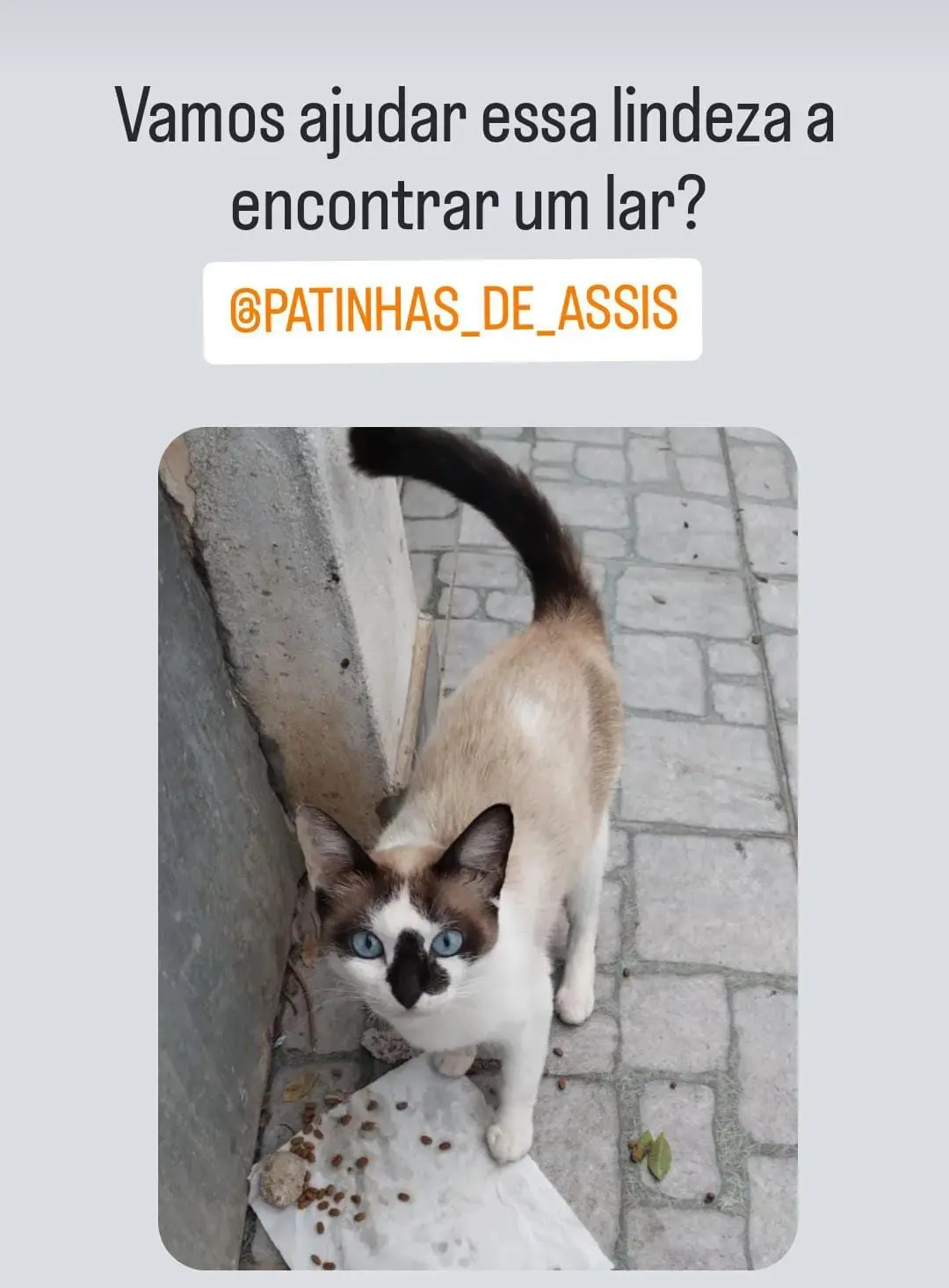 Diatiamente, cães e gatos sofrem de frio, fome e maus tratos devido ao abandono